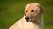 Bite Over Bark: Frivolous Lawsuit Costs Neighbor $500K